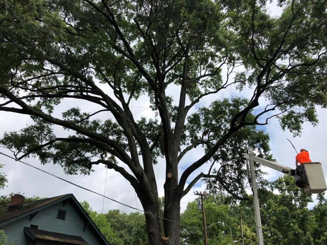 Southeastern Tree and Landscaping | removing limbs in large tree from bucket truck