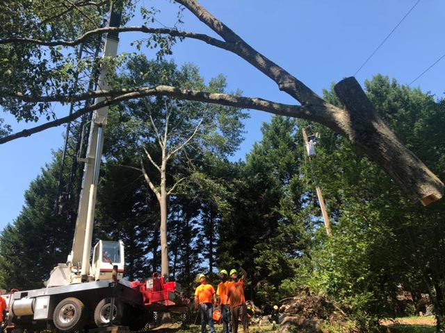 Southeastern Tree and Landscaping | taking down a large tree